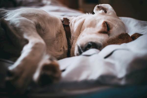 Risks Of Coccidioidomycosis In Pets