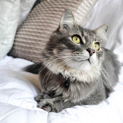 Image for Iris Cysts in Cats: Causes, Symptoms, and Treatment