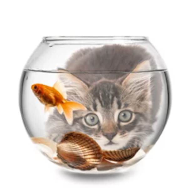 Cat, Dog Or Fish?