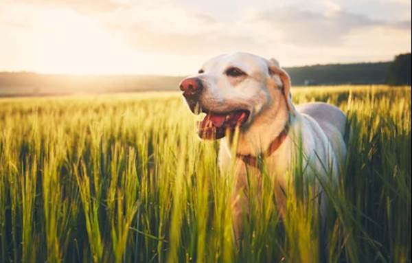 What is Dog Sunning and Why Do They Love It?