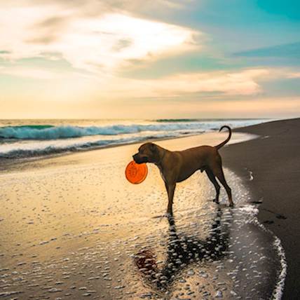 7 Things You Must Remember When Playing With Your Dog