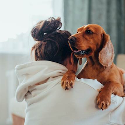 How to Comfort Your Dog After a Car Accident