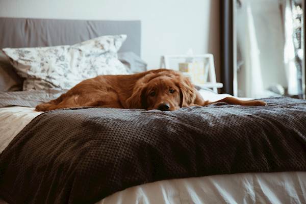 Tooth Fractures in Dogs: A Closer Look