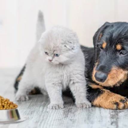 Natural Balance Pet Food