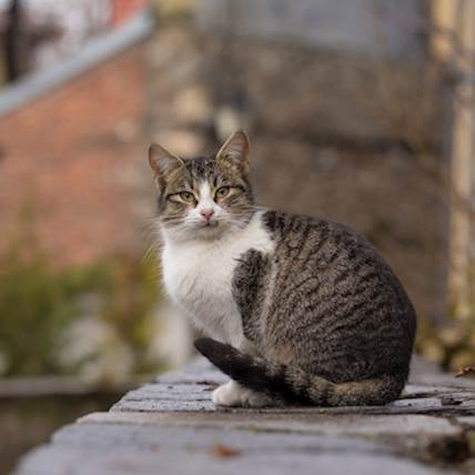 Chylothorax in Cats Causes Symptoms and Treatment PetCareRx