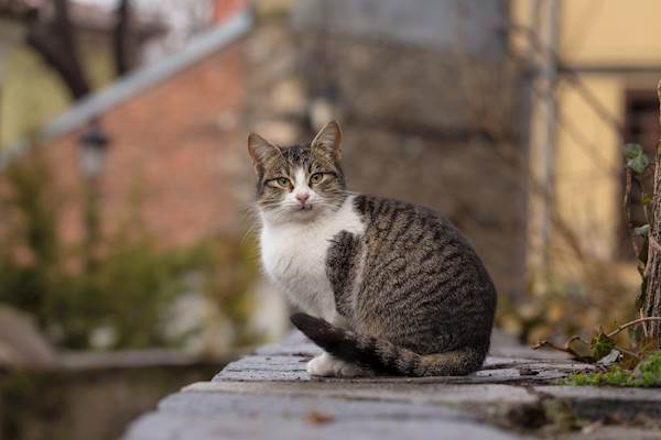 Chylothorax in Cats: Causes, Symptoms, and Treatment