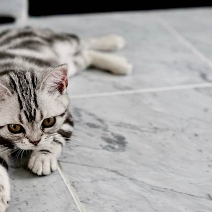 How to Prevent/Treat Urinary Blockage in Male Cats?