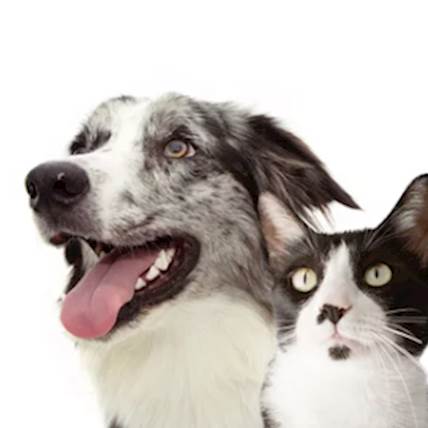 Choosing Between Wet or Dry Pet Food