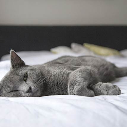 Gallstones in Cats: A Quick Guide | PetCareRx