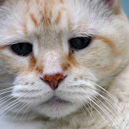 10 Common Diseases Often Found in Senior Cats and How to Overcome Them