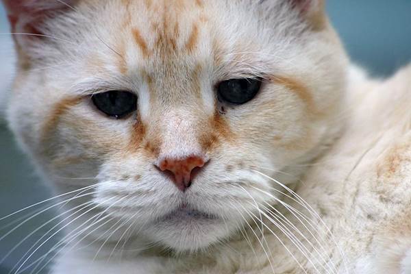 10 Common Diseases Often Found in Senior Cats and How to Overcome Them