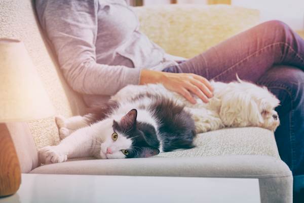 7 Reasons Why Cats Are the Best When Stuck at Home