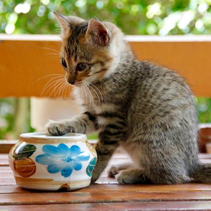 Panniculitis in Cats: Causes, Symptoms, and Treatment