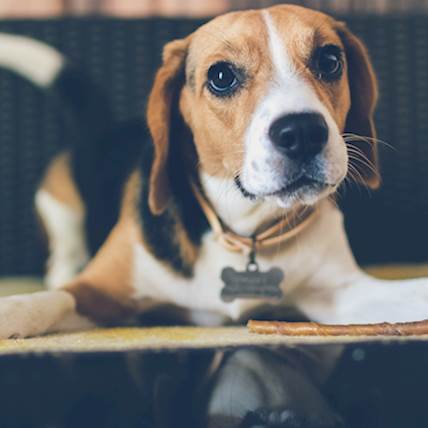 Hyperphosphatemia (High Phosphorus Levels) in Dogs | PetCareRx