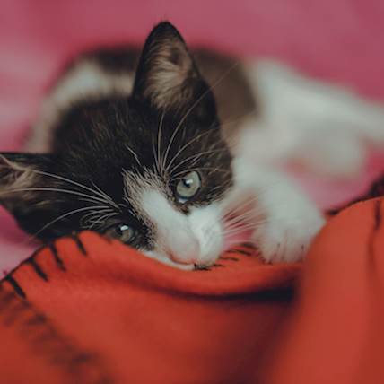 Pulmonary Edema in Cats: A Detailed Overview