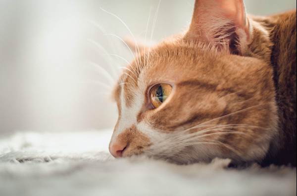 Heat Stroke in Cats: Diagnosis, Treatment, and Prevention