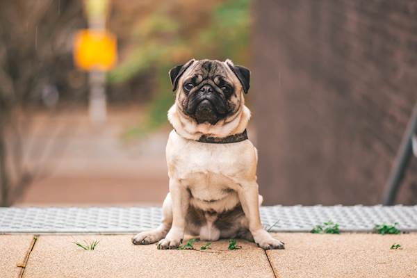 Why Blind Dogs Can Play Fetch, Find Toys, and Stay on Track