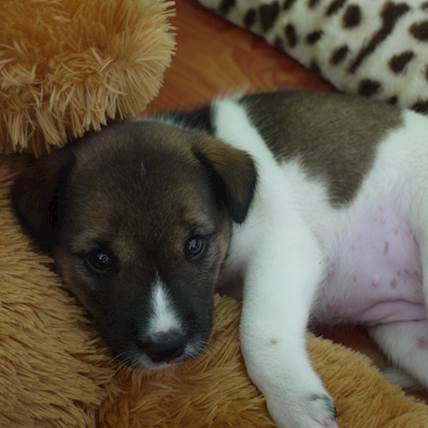 Hypertrophic Osteodystrophy (HOD) in Dogs: A Closer Look