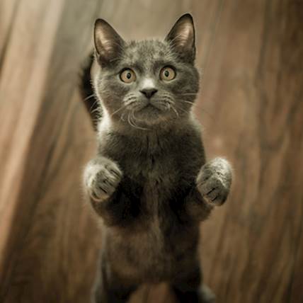 Copper Storage Hepatopathy in Cats