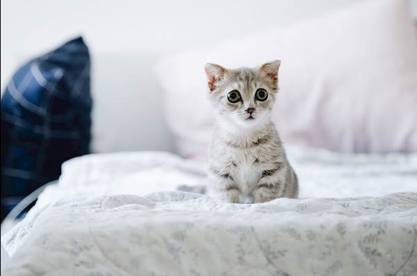 Fading Kitten Syndrome: A Closer Look