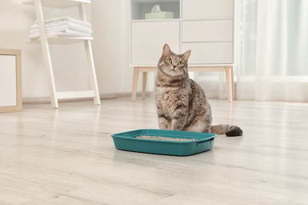 Dietary Management Tips for Cats with Urinary Health Problems
