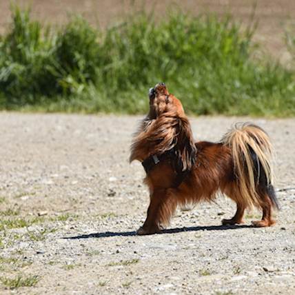 6 Messages Your Dog Conveys Through Vocal Expression