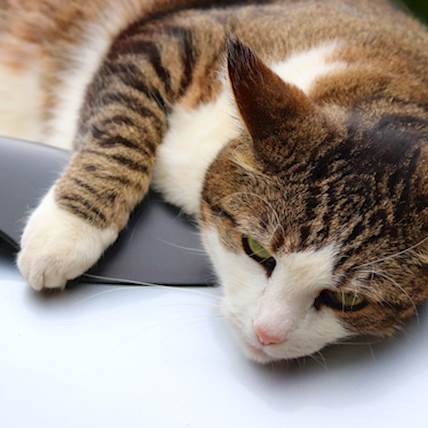 Image for Heart Block in Cats: Types, Causes, Diagnosis, and Treatment