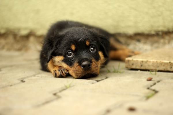 Cholangiohepatitis in Dogs: Causes, Symptoms, and Treatment