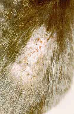 what do gnat bites look like on a dog