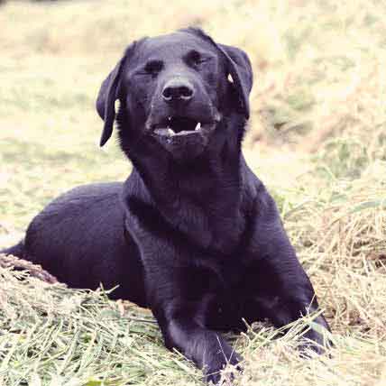 Image for Five Facts about Allergies in Pets
