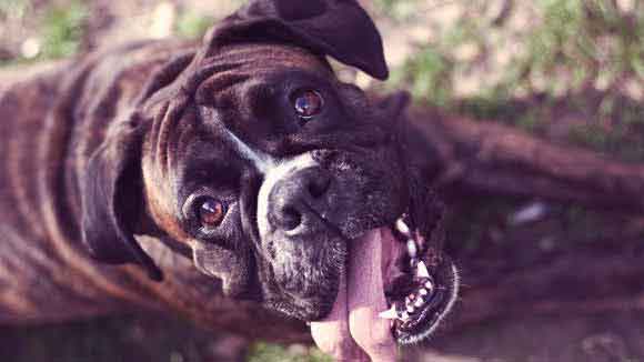 Five Facts about Dog and Cat Bad Breath