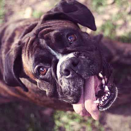Five Facts about Dog and Cat Bad Breath