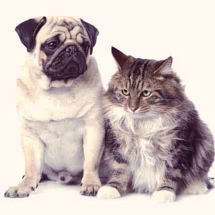 Image for 5 Facts on Heart Disease in Dogs and Cats