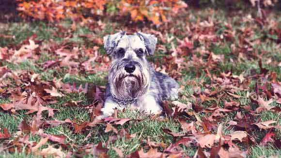 Facts About Miniature Schnauzers Petcarerx