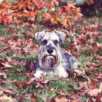 interesting facts about miniature schnauzers