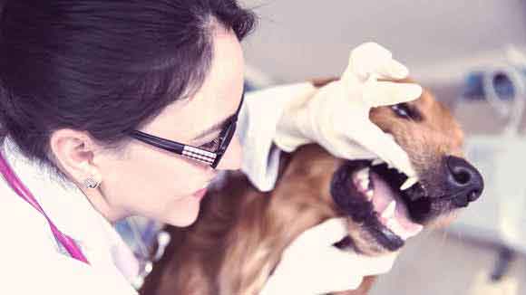 Periodontal Disease: The 5 Things You Should Know for Your Cat or Dog