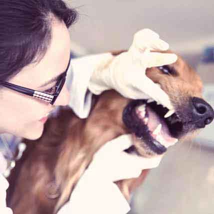 Image for Periodontal Disease: The 5 Things You Should Know for Your Cat or Dog