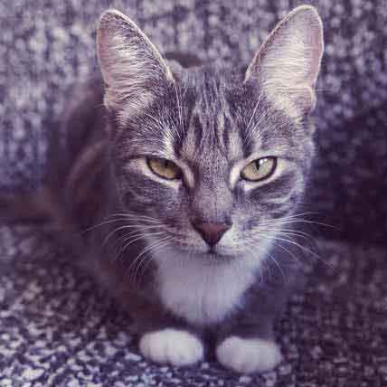 Image for Top 5 Facts about Pet Diarrhea