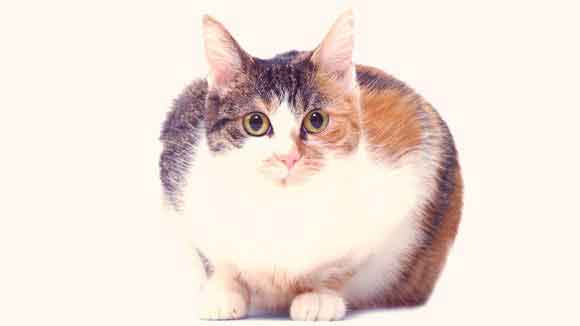 Do You Have an Obese Cat?
