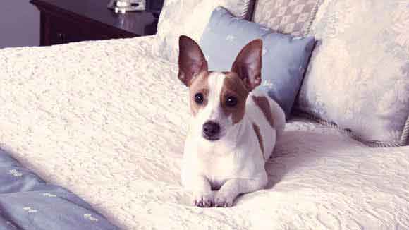 How to Fatten Up a Rat Terrier Dog