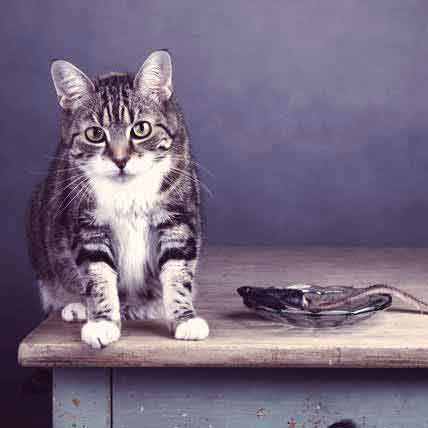 What to Feed a Cat: Female Cats