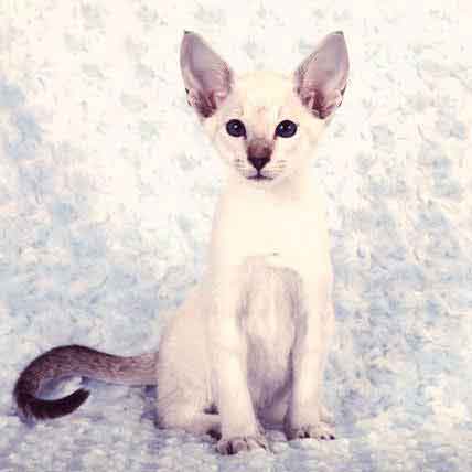 Image for Feline and Canine Kidney Disease