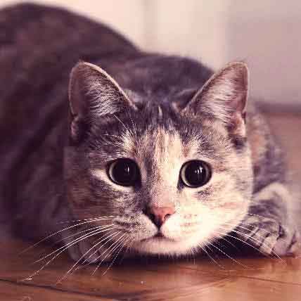 Cat Depression Signs And Solutions Petcarerrx