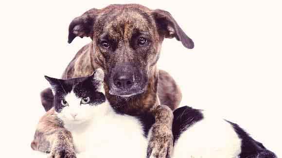 A Dog And A Cat Comfortably Sitting In An Embrace