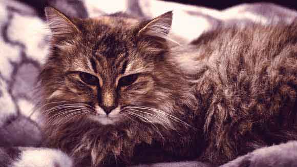 Finding the Right Cat Breeds for You