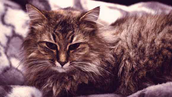 Most Intelligent Cat Breeds, Choosing The Right Cat For You, Cats