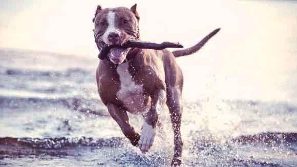 Pit bull carrying stick in the water