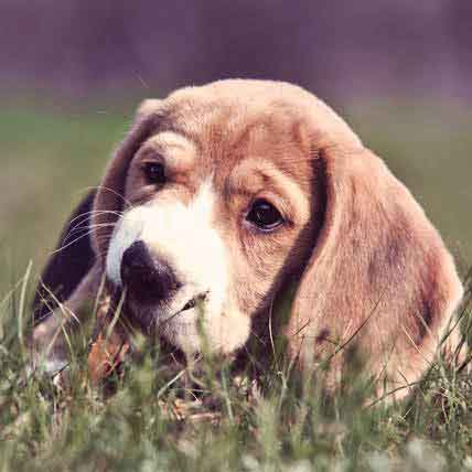 Do I Need Flea and Tick Protection Where I Live?