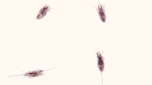 Fleas And Lice What S The Difference Petcarerx