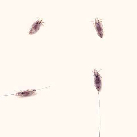 will lice treatment kill fleas